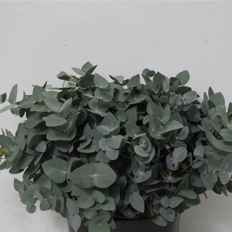 Freshy Eucalyptus Cinerea Korte takken | Kleur: Groen | Lengte ± 50 centimeter | Per 5 bossen