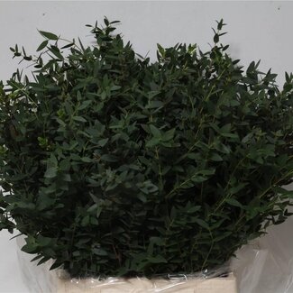 Freshy Eucalyptus Parvifolia Korte takken | Kleur: Groen | Lengte ± 55 centimeter | Per 5 bossen
