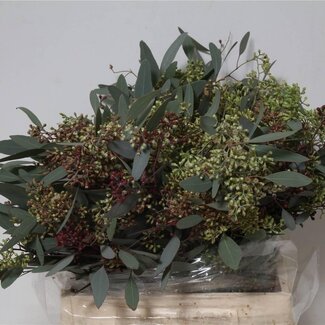 Freshy Eucalyptus Populus Bes 150gr Short (p. bos)