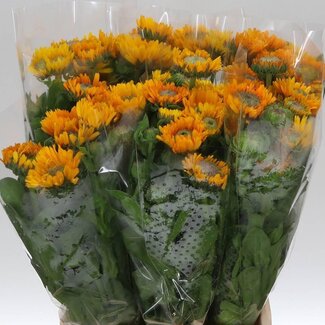 Freshy Calendula L Geel