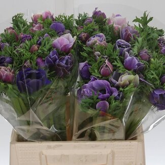 Freshy Anemone Mistral M X50 Cenere