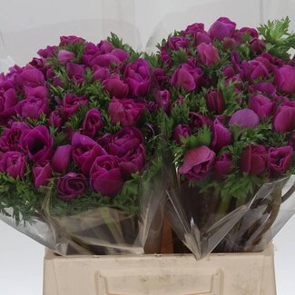 Freshy Anemone Mistral M X50 Cerise