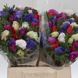Freshy Anemone Mistral M Mix | Kleur: Gemengde Kleuren | Lengte ± 35 centimeter | Per 50 verse bloemen