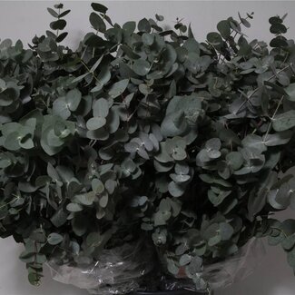 Freshy Eucalyptus Cinerea | Kleur: Groen | Lengte ± 70 centimeter | Per 5 bossen