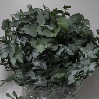 Freshy Eucalyptus Cinerea | Couleur: Vert | Longueur ± 80 centimeter | Par 5 bouquets