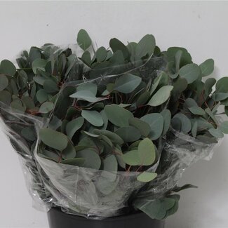Freshy Eucalyptus Populus Feuille Branches courtes | Couleur: Vert | Longueur ± 50 centimeter | Par 5 bouquets