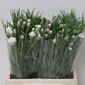 Freshy Centaurea White