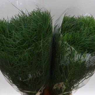 Freshy Asparagus Corallo | Kleur: Groen | Lengte ± 60 centimeter | Per 5 bossen