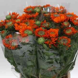 Freshy Calendula Orange