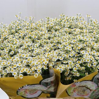 Freshy Tanacetum Parthenium “Single Vegmo” | Kleur: Wit | Lengte ± 60 centimeter | Per 25 stelen verse bloemen