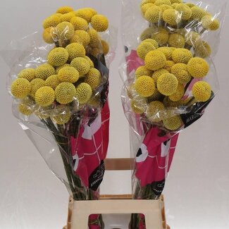 Freshy Craspedia “Paint Pop” | Kleur: Geel | Lengte ± 80 centimeter | Per 25 stelen verse bloemen