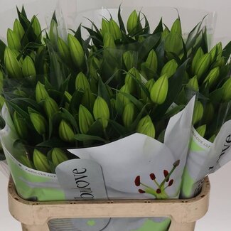 Freshy Lelie Oriental Aqua Pacific Ocean