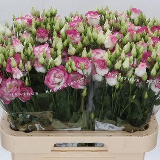 Freshy Eustoma Lisianthus Double “Rosi Hot Lips” | Couleur: Rose | Longueur ± 70 centimeter | Par 10 tiges de fleurs fraîches