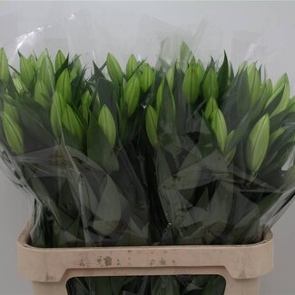 Freshy Lelie Oriental Aqua Pacific Ocean