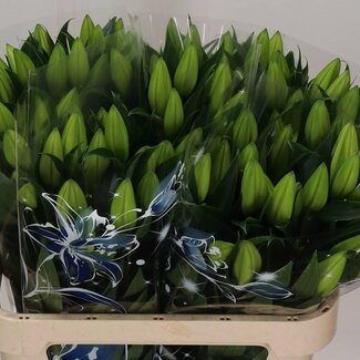 Freshy Lelie Oriental Aqua “Pacific Ocean” | Kleur: Wit | 2 bloemen | Lengte ± 80 centimeter | Per 10 stelen verse bloemen