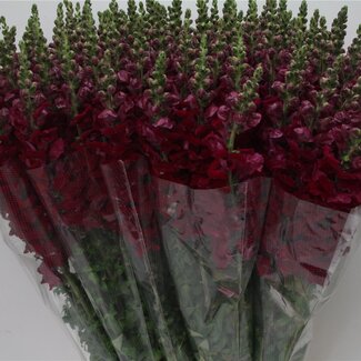 Freshy Antirrhinum Poto. X100 Bordeaux