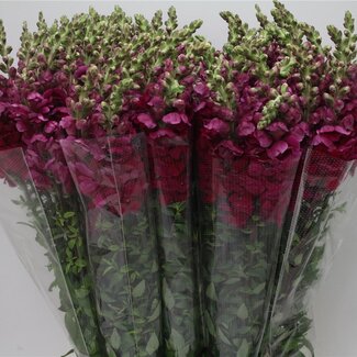 Freshy Antirrhinum Poto. X100 Cherry