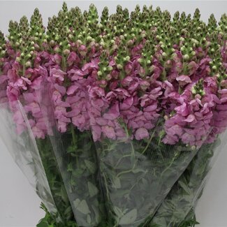 Freshy Antirrhinum Poto. X100 Lavender