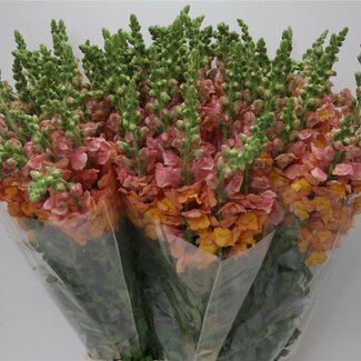 Freshy Antirrhinum Poto. X100 Orange Dark