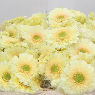 Freshy Germini Aqua “Romily” | Kleur: Geel | Lengte ± 50 centimeter | Per 20 verse bloemen