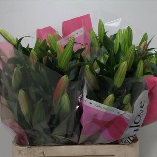 Freshy Lelie Oriental Aqua x Trompet Lelie “Tabledance” | Kleur: Roze | Lengte ± 90 centimeter | Per 10 stelen verse bloemen