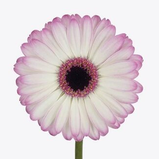 Freshy Germini Aqua “Lollipop” | Kleur: Roze | Lengte ± 50 centimeter | Per 20 verse bloemen