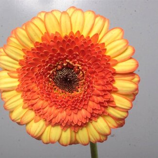 Freshy Germini Aqua “Decora” | Kleur: Oranje | Lengte ± 50 centimeter | Per 20 verse bloemen