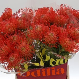 Freshy Leucospermum Nutans “Succession” | Kleur: Rood | Lengte ± 50 centimeter | Per 10 verse bloemen