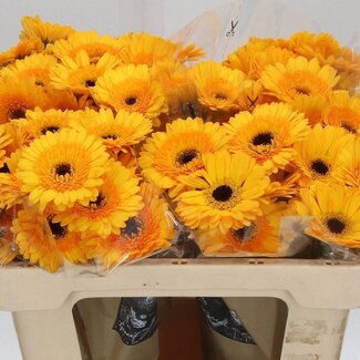 Freshy Germini. Aqua Davidson x20