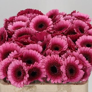 Freshy Germini Aqua “Isabelle” | Kleur: Roze | Lengte ± 50 centimeter | Per 20 verse bloemen