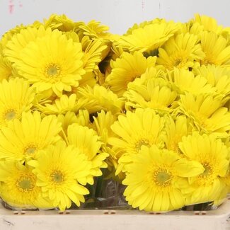 Freshy Germini Aqua “Moreno” | Kleur: Geel | Lengte ± 50 centimeter | Per 20 verse bloemen