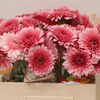 Freshy Germini Aqua Pomponi “Choochoo” | Kleur: Roze | Lengte ± 50 centimeter | Per 20 verse bloemen