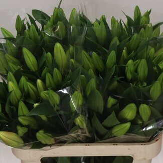 Freshy Lelie Oriental Aqua Marlon 2 Bloem