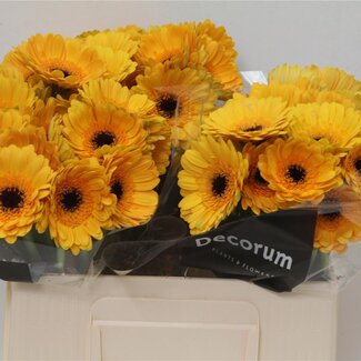 Freshy Germini Aqua “Delmonte” | Kleur: Geel | Lengte ± 50 centimeter | Per 20 verse bloemen