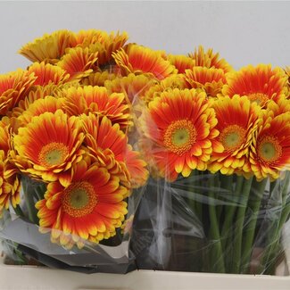 Freshy Germini Aqua “Kristoff” | Kleur: Rood | Lengte ± 50 centimeter | Per 20 verse bloemen