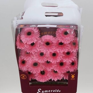 Freshy Gerbera Petticoat Mi Aqua | Kleur: Roze | Lengte ± 45 centimeter | Per 20 verse bloemen