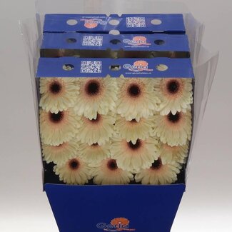 Freshy Gerbera Eclair Gr Aqua | Kleur: Wit | Lengte ± 45 centimeter | Per 15 verse bloemen