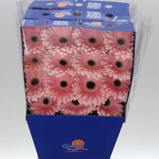 Freshy Gerbera Dulcie Gr Aqua | Kleur: Roze | Lengte ± 45 centimeter | Per 15 verse bloemen
