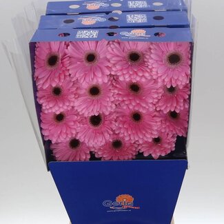 Freshy Gerbera Alison Gr Aqua | Kleur: Roze | Lengte ± 45 centimeter | Per 15 verse bloemen