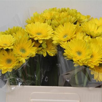 Freshy Germini Aqua “Okibana” | Kleur: Geel | Lengte ± 50 centimeter | Per 20 verse bloemen