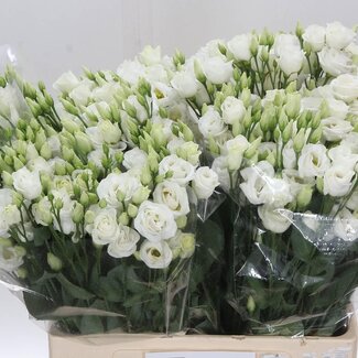 Freshy Eustoma Lisianthus Gevuld “Rosi White” | Kleur: Wit | Lengte ± 65 centimeter | Per 20 stelen verse bloemen