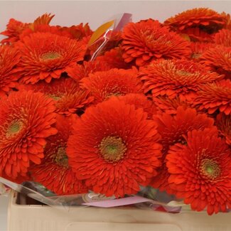 Freshy Germini Aqua Pomponi “Fozzie” | Kleur: Oranje | Lengte ± 50 centimeter | Per 20 verse bloemen