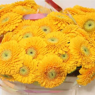 Freshy Germini Aqua Pomponi “Honeydew” | Kleur: Geel | Lengte ± 50 centimeter | Per 20 verse bloemen