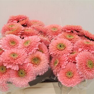 Freshy Germini Aqua Pomponi “Piggy” | Kleur: Roze | Lengte ± 50 centimeter | Per 20 verse bloemen