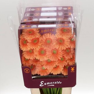 Freshy Gerbera Judo Mi Aqua | Kleur: Oranje | Lengte ± 45 centimeter | Per 20 verse bloemen