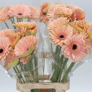 Freshy Gerbera “Alliance” | Kleur: Oranje | Lengte ± 65 centimeter | Per 10 verse bloemen