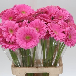 Freshy Gerbera “Glänzend” | Farbe: Rosa | Länge ± 65 centimeter | Pro 10 frische Blumen