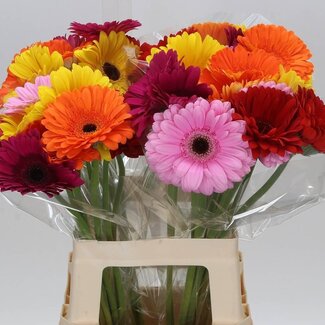 Freshy Gerbera * 65 Cm Mix in Bos X10 (kwekers Keus)