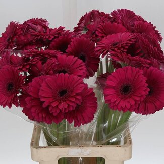 Freshy Gerbera “Passoa” | Kleur: Rood | Lengte ± 65 centimeter | Per 10 verse bloemen