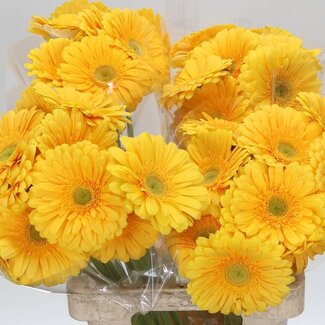 Freshy Gerbera “Submarine” | Kleur: Geel | Lengte ± 65 centimeter | Per 10 verse bloemen